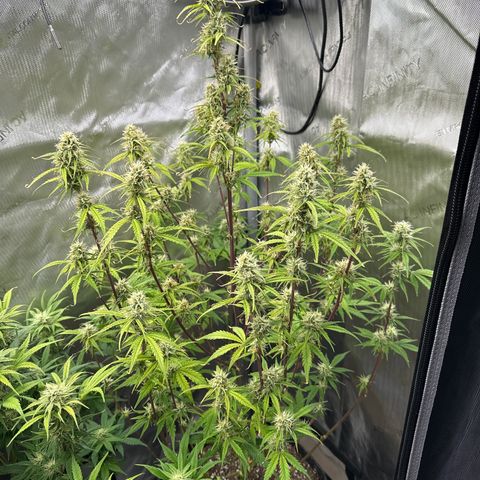 OG#4 growlog timeline photo