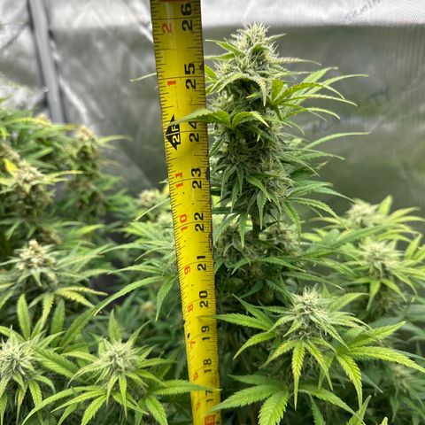 OG#4 growlog timeline photo