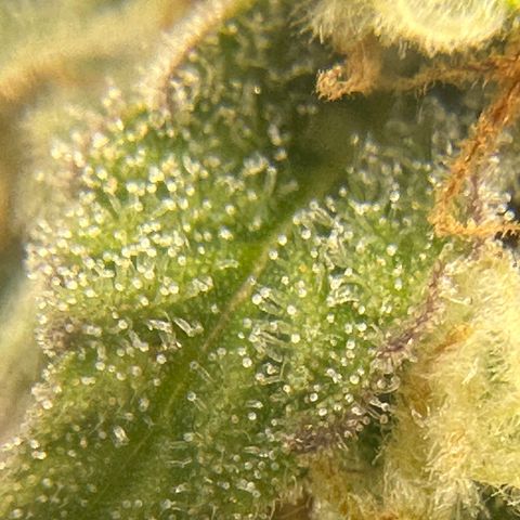 OG #3 growlog timeline photo