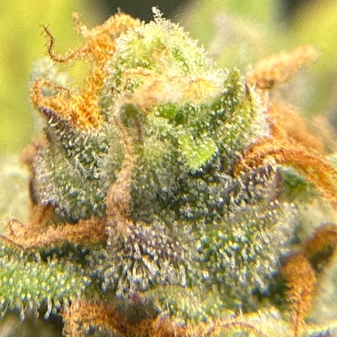 OG #3 growlog timeline photo