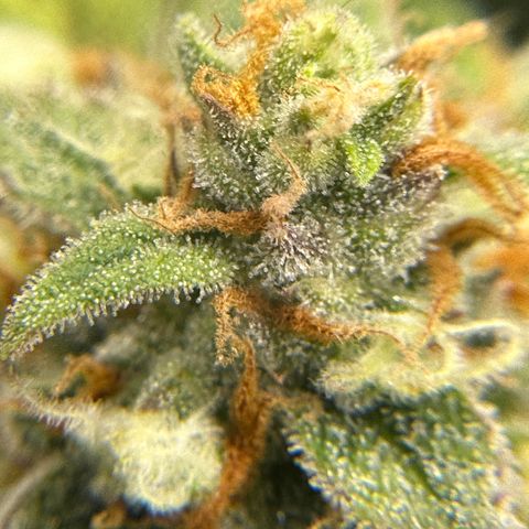 OG #3 growlog timeline photo