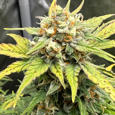 OG #3 growlog timeline photo