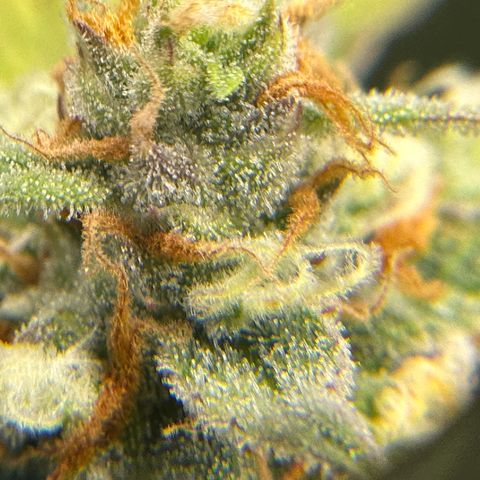 OG #3 growlog timeline photo