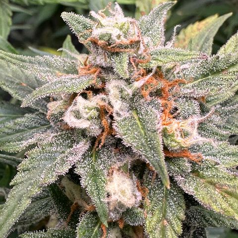 OG #3 growlog timeline photo