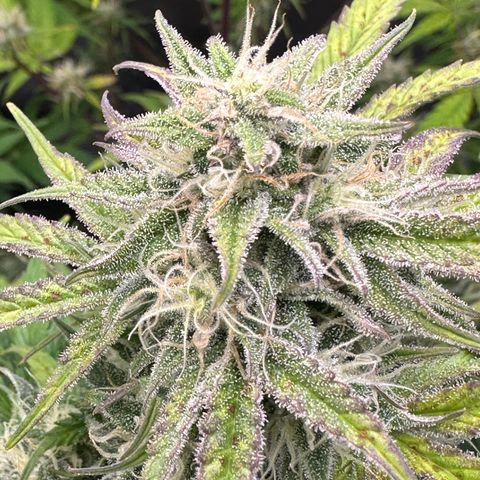 OG#2 growlog photo: This pheno is hella different than #3