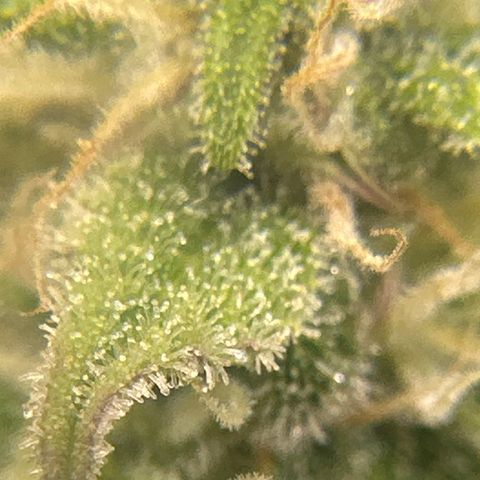 OG#2 growlog timeline photo