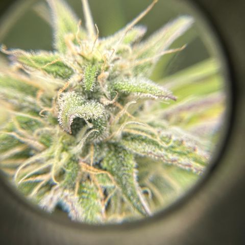 OG#2 growlog photo: This pheno is hella different than #3