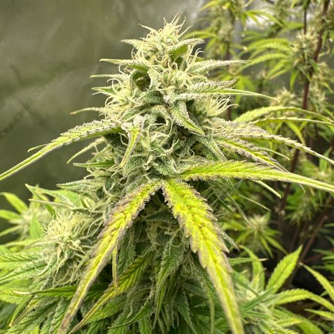 OG#2 growlog photo: This pheno is hella different than #3