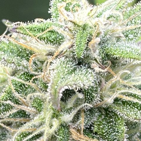 OG#2 growlog timeline photo