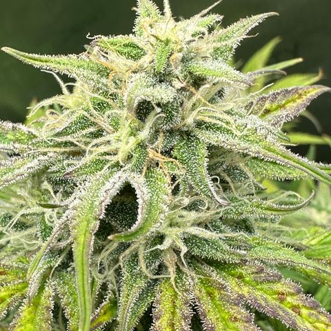 OG#2 growlog photo: This pheno is hella different than #3