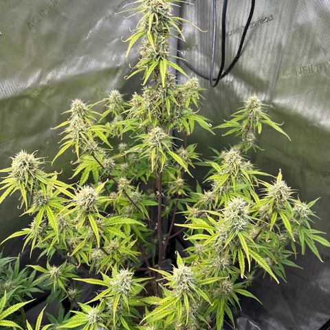 OG#4 growlog photo: this pheno is hella different than #2 and #3. This one grew like a sativa. 