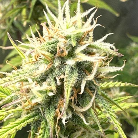 OG#4 growlog photo: this pheno is hella different than #2 and #3. This one grew like a sativa. 