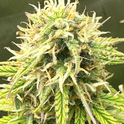 OG#4 growlog photo: this pheno is hella different than #2 and #3. This one grew like a sativa. 