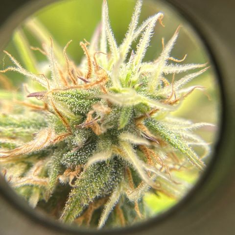 OG#4 growlog photo: this pheno is hella different than #2 and #3. This one grew like a sativa. 