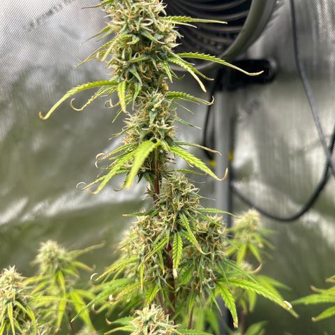 OG#4 growlog photo: this pheno is hella different than #2 and #3. This one grew like a sativa. 