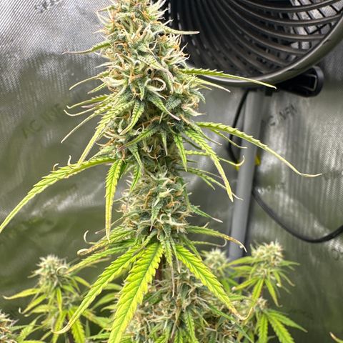 OG#4 growlog photo: this pheno is hella different than #2 and #3. This one grew like a sativa. 