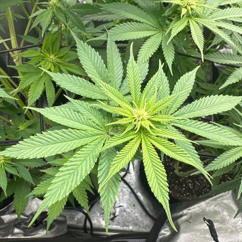 FPOG#1  growlog timeline photo