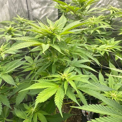 FPOG#1  growlog timeline photo