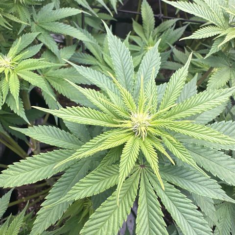 FPOG#1  growlog timeline photo