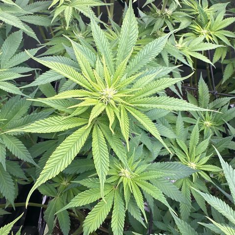 FPOG#1  growlog timeline photo