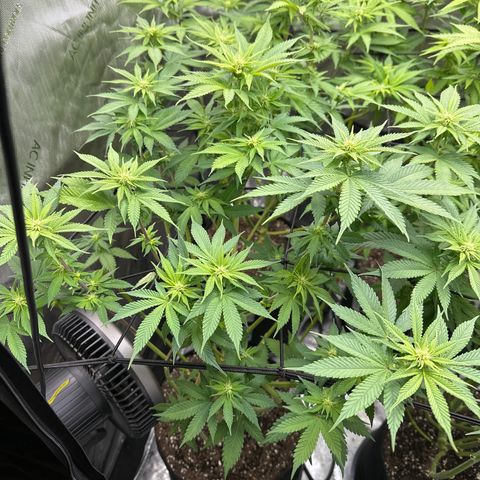 FPOG#1  growlog timeline photo