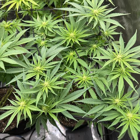GL#5 growlog timeline photo