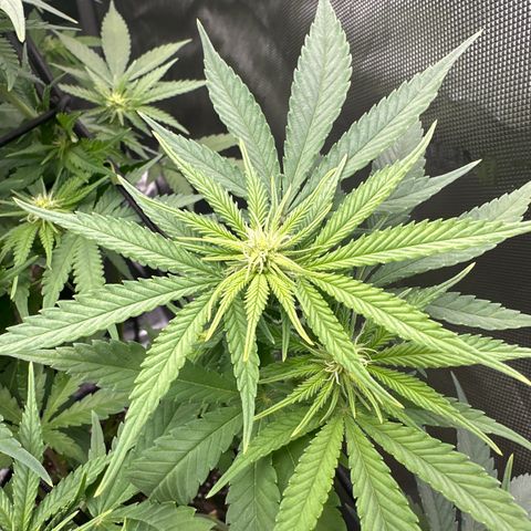 GL#5 growlog timeline photo