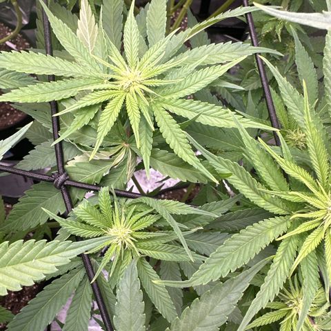 GL#5 growlog timeline photo