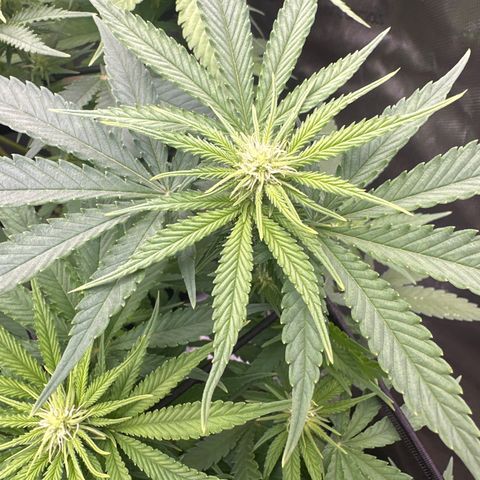 GL#5 growlog timeline photo