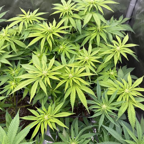 GL#1 growlog timeline photo
