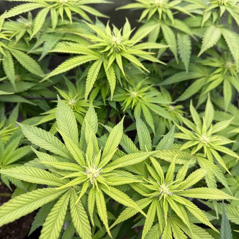 GL#1 growlog timeline photo
