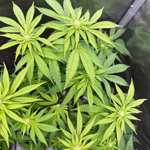 GL#1 growlog timeline photo