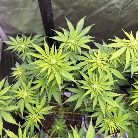 GL #3 growlog timeline photo