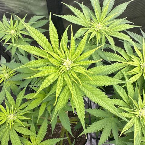 GL #3 growlog timeline photo