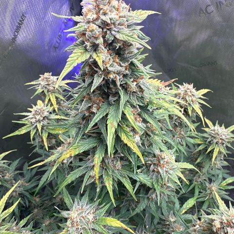 OG #3 growlog photo: getting close 