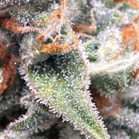 OG #3 growlog photo: getting close 