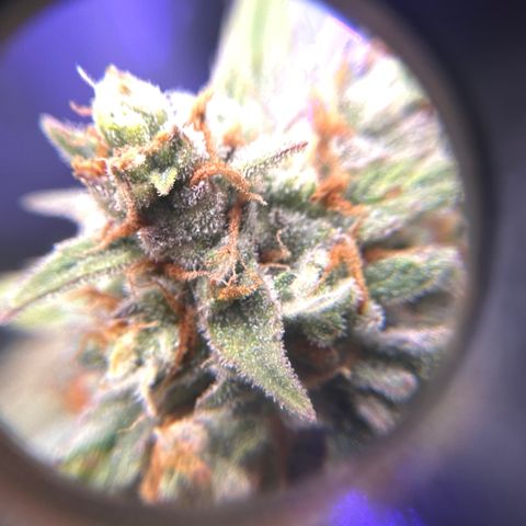 OG #3 growlog photo: getting close 