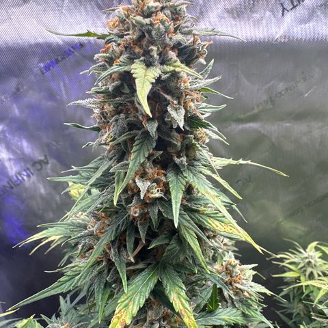 OG #3 growlog photo: getting close 
