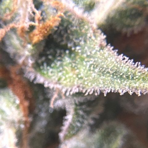 OG #3 growlog photo: getting close 