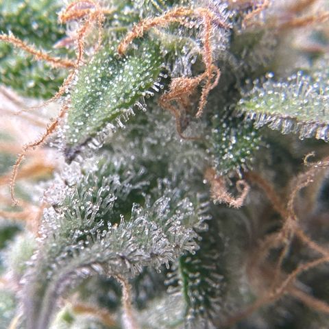 OG#2 growlog photo: getting close but tricomes still clear.. I'm thinking 10 more days at least. 