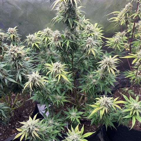 OG#2 growlog photo: getting close but tricomes still clear.. I'm thinking 10 more days at least. 