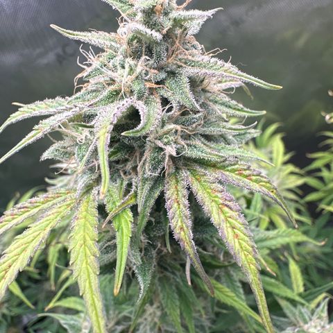 OG#2 growlog photo: getting close but tricomes still clear.. I'm thinking 10 more days at least. 