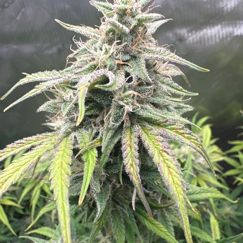 OG#2 growlog photo: getting close but tricomes still clear.. I'm thinking 10 more days at least. 