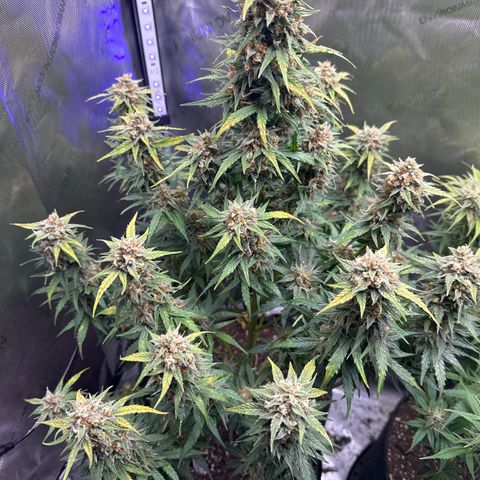 OG #3 growlog photo: added UVA lights for the final 2 weeks of flower 
