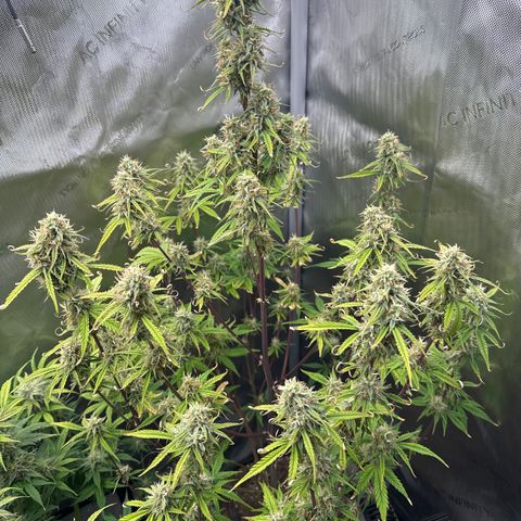 OG#4 growlog timeline photo