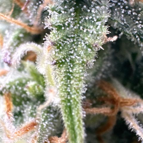 OG#4 growlog timeline photo