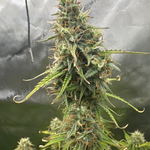OG#4 growlog timeline photo