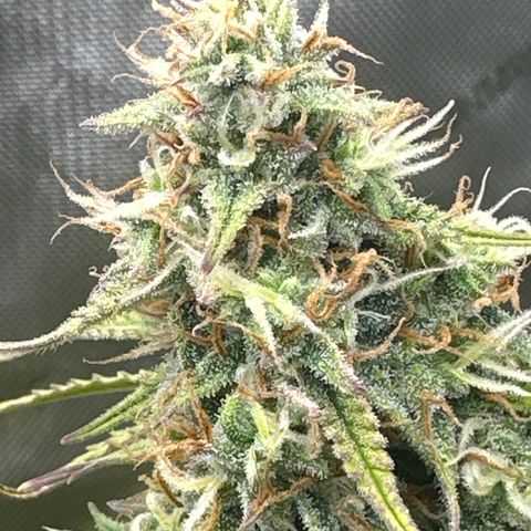 OG#4 growlog timeline photo
