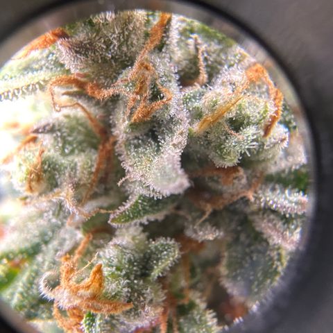 OG #3 growlog timeline photo