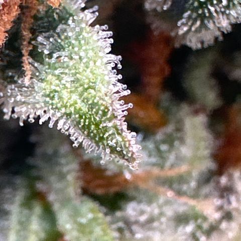 OG #3 growlog timeline photo